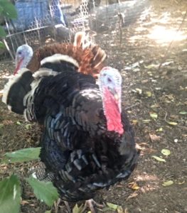 Tom turkey, a heritage bird, struts his stuff on an urban farm in Oklahoma