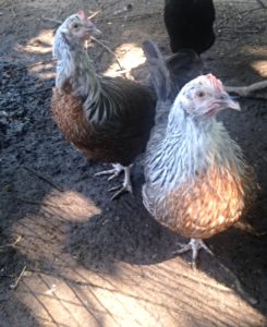 Dorking hens in a backyard flock
