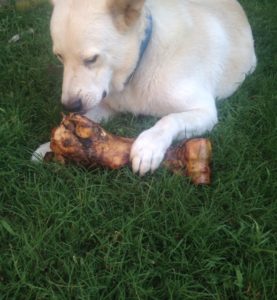 Gnawing on a meaty Dino Bone is like Heaven for this large dog