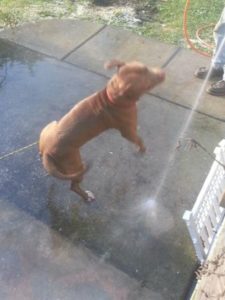 Pitbull playing with the hose