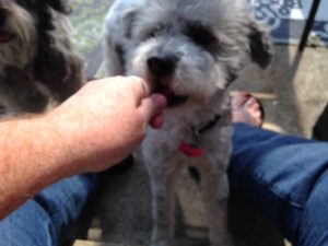 Parti Schnoodle eats a treat from Jones