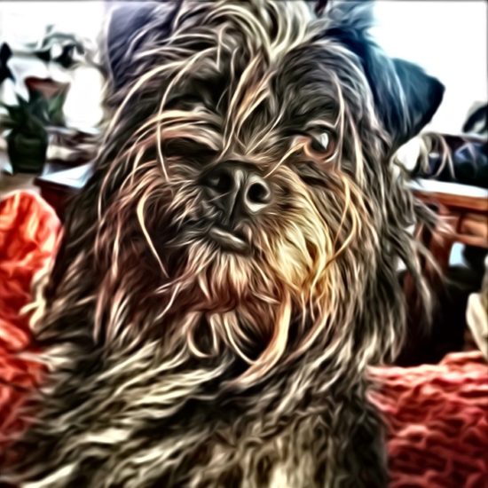 My wee terrier thru SuperPhoto app for smart phones