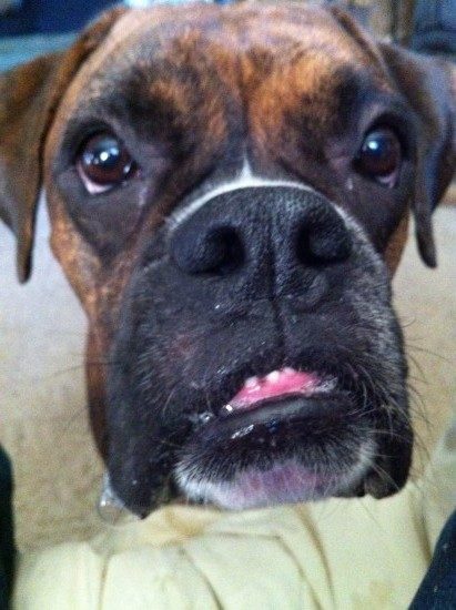 Baran the Boxer can't believe there's no coffee in the house