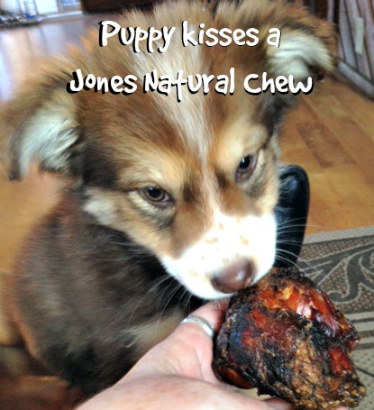 Puppy kisses and nibbles on the Knee Cap from Jones Natural Chews
