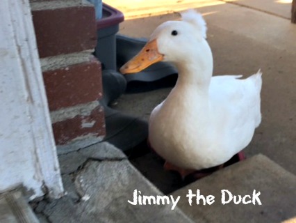Musical dogs vs Jimmy the Duck