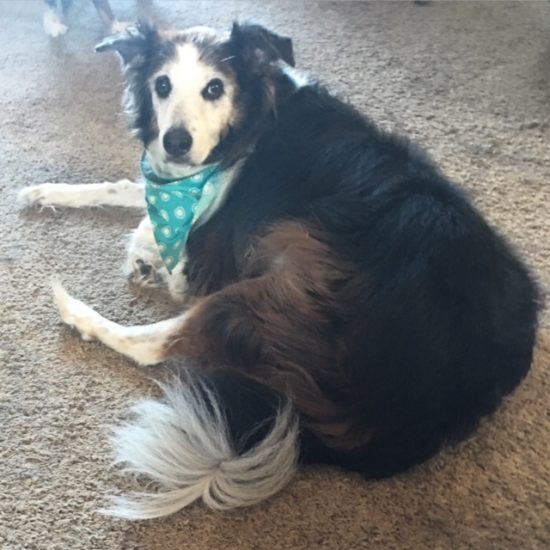 Patches, senior Aussie mix with joint mobility issues
