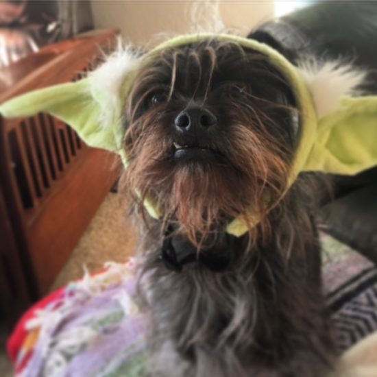 Chewbacca/Yoda says, "May the Fourth be with you"