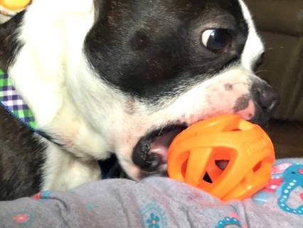 The Breathe Right ball from ChuckIt is perfect for a ball chasing dog